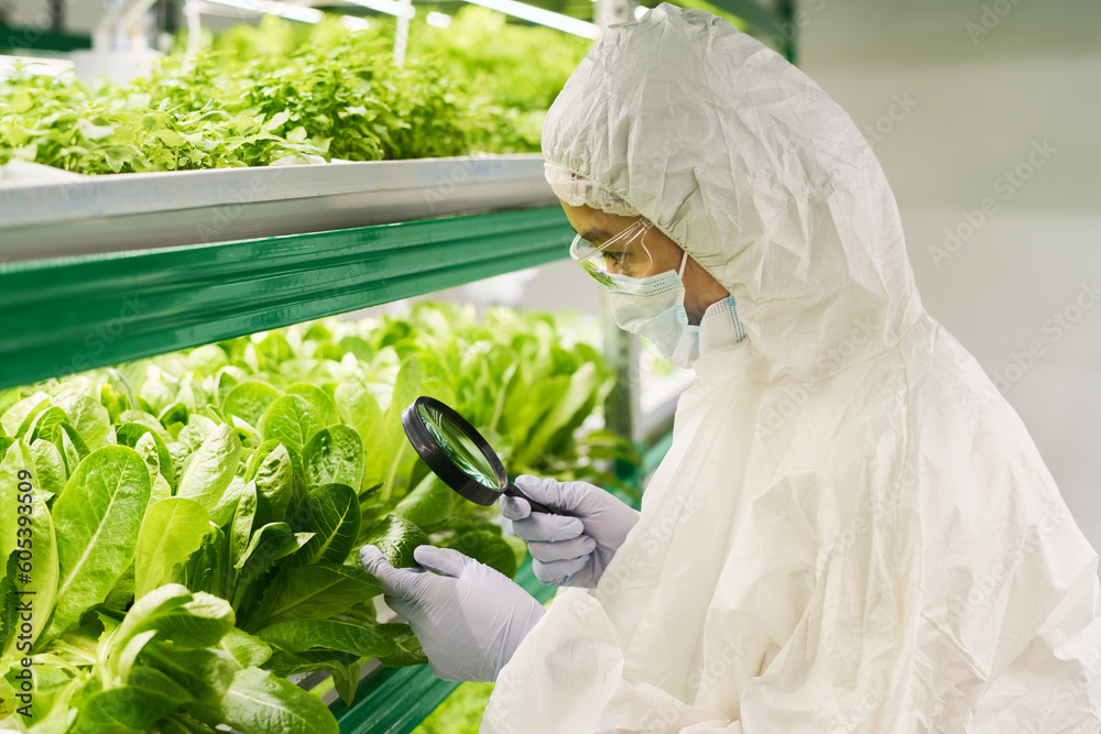 Poster side view of young female biotechnologist studying characteristics of new sort of spinach or other l