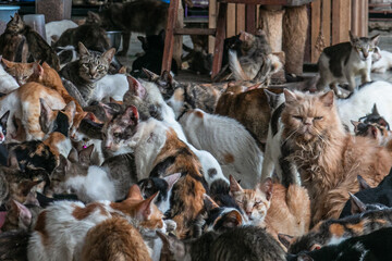 Cats in Rumah Kucing Parung, a shelter for sick and injured abandoned cats in Bogor, West Java, Indonesia, on May 23, 2023 © Andi Muh Ridwan