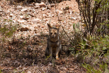 Wildlife. Closeup view of a grey fox, Lycalopex gymnocercus, resting in the arid desert.