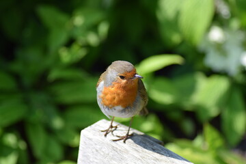 robin on a bench