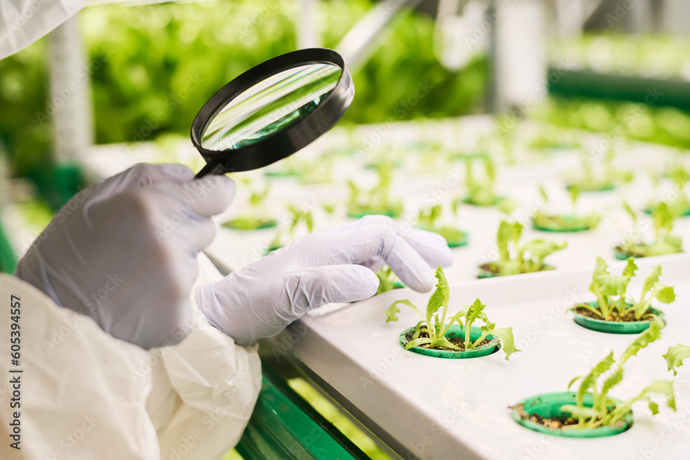 Poster close-up of gloved hand of selectionist with magnifying glass touching green sprouts of lettuce grow