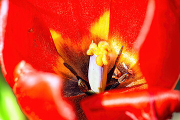 Close-up inside red tulip flower top view.