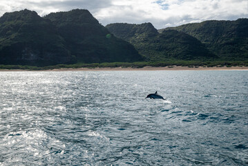 Delfin springt vor einer Insel. Delfinsprung auf Hawaii. Naturaufnahme mit Delfin. Dolphins. 