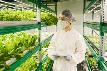Young female agro engineer in protective workwear looking at green seedlings of lettuce and other...