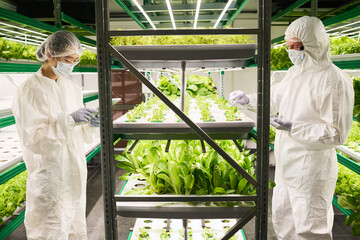 Side view of two coworkers in hazmat suits and protective masks standing by vertical trusses with green leafy vegetables growing in hothouse - obrazy, fototapety, plakaty