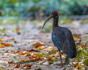 A Rednaped ibis