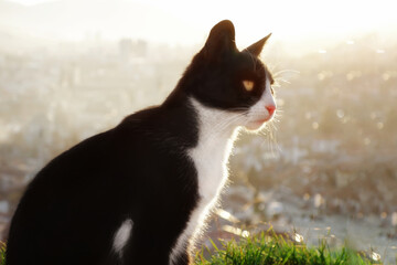 A beautiful cat against the light. A large city can be seen in the background