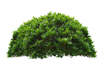 green bush isolated transparency background.	