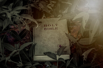 close-up of the bible with a  morning devotion on a wooden table with sunlight around leaves
