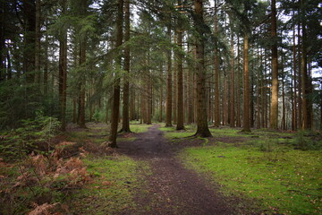 Trees in the forest