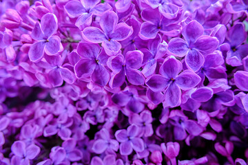 Obraz premium Background of blooming lilac flowers, closeup.