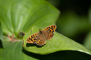 Obraz premium Yellow and black butterfly with round patterns on the wings on top of a green leaf in the forest on a sunny day of summer or spring