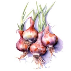 Shallots in watercolor style with ink outline on white background (generative AI)