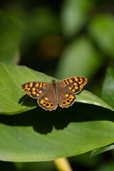 Yellow and black butterfly with round patterns on the wings on top of a green leaf in the forest on a sunny day of summer or spring