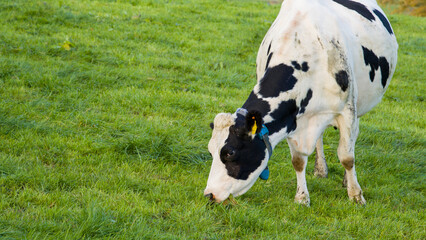 Cow grazing on green meadow in the countryside. Farm animals.