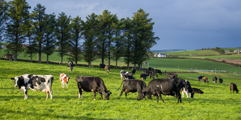 A herd of cows graze on a green meadow of a farmer's field in Ireland. Animals on free grazing, organic farm. Herd of cows grazing on a green meadow in the countryside. cow on grass field