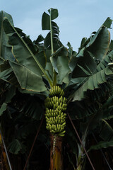 Photo of a banana tree with a full bunch of bananas, banana plantation in Tenerife, blue sky, Canary Islands