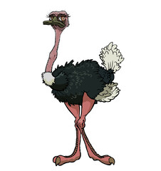 ostrich