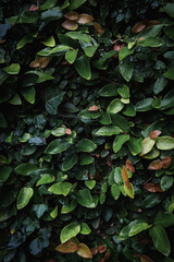 Photo of a wall of green nuanced leaves