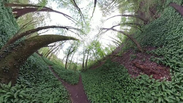 360 Grad-Landschaftspanorama bei Wanderung durch Wald mit B&auml;rlauch im Fr&uuml;hling, Naturerlebnis, ungewohnte Perspektive