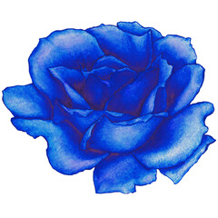 watercolor illustration of blue rose