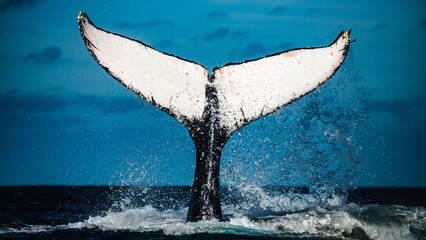 Happy whale on a whale watching touristic tour 