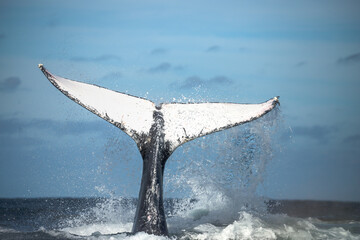 Fototapeta premium Happy whale on a whale watching touristic tour 