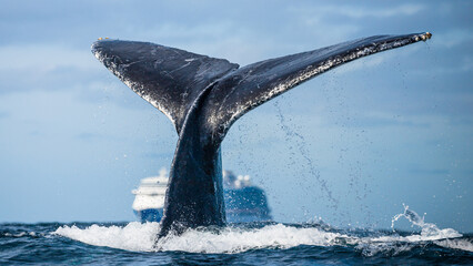 Fototapeta premium Happy whale on a whale watching touristic tour 