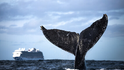 Happy whale on a whale watching touristic tour  © Rui