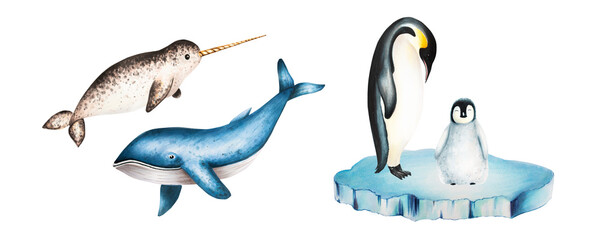 Watercolor narwhal with long tusk and blue whale, king penguins on ice isolated. Hand painting realistic Arctic and Antarctic ocean mammals. For designers, decoration, postcards, wrapping paper