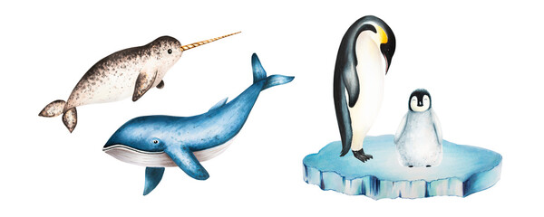 Watercolor narwhal with long tusk and blue whale, king penguins on ice isolated. Hand painting realistic Arctic and Antarctic ocean mammals. For designers, decoration, postcards, wrapping paper © Natalia