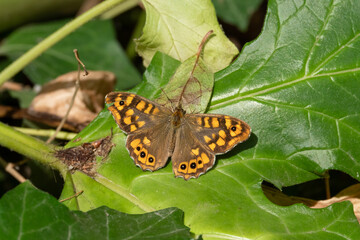 Yellow and black butterfly with round patterns on the wings on top of a green leaf in the forest on a sunny day of summer or spring