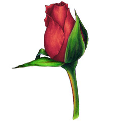 Fototapeta premium watercolor illustration of dark red rose bud