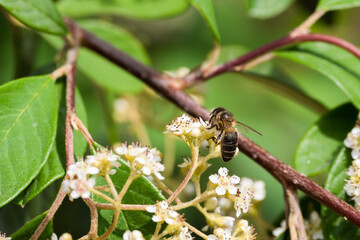 A bee stands on top of a bunch of flowers on a sunny spring or summer day in a garden