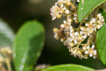 A bee stands on top of a bunch of flowers on a sunny spring or summer day in a garden