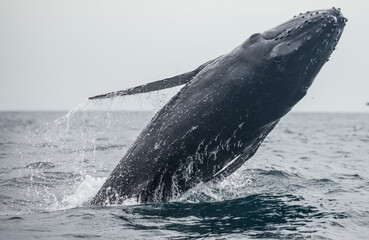 Happy whale on a whale watching touristic tour 