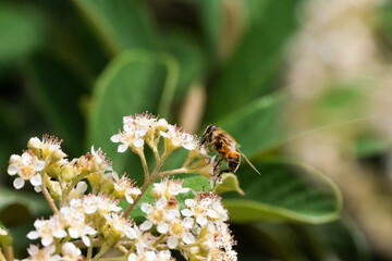 A bee stands on top of a bunch of flowers on a sunny spring or summer day in a garden