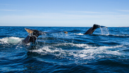 Happy whale on a whale watching touristic tour 