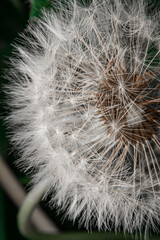 Obraz premium dandelion seed head