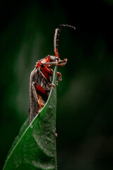 bug on a green leaf