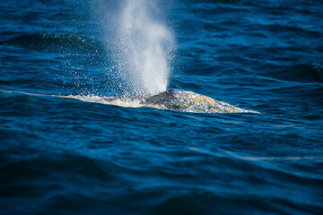 Happy whale on a whale watching touristic tour 