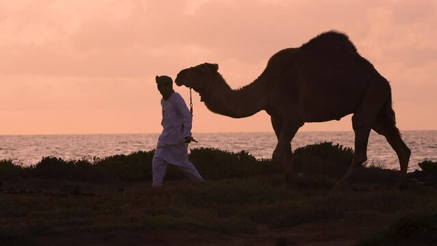 Sunrise herdsman in Arabic dress with dromedary camel 