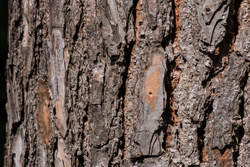 Brown trunk of a tree with natural textures and patterns from the nature and the wooden forest