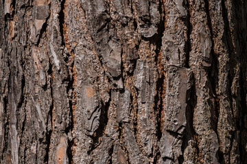 Brown trunk of a tree with natural textures and patterns from the nature and the wooden forest