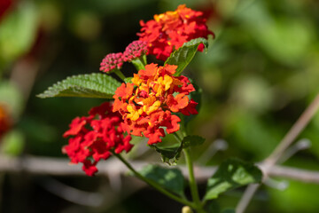 Beautiful colored macro wildflowers in the garden on a sunny day in summer or spring