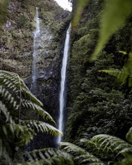 Photo of a huge waterfall falling between rocks and green vegetation, with flint leaves in the foreground, caldeirao verde, Madeira