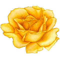 watercolor illustration of yellow rose