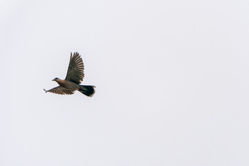 West Peruvian dove in flight