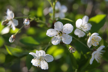 Bokeh flower Background. Cherry flowers on a branch in the backlight. Spring background