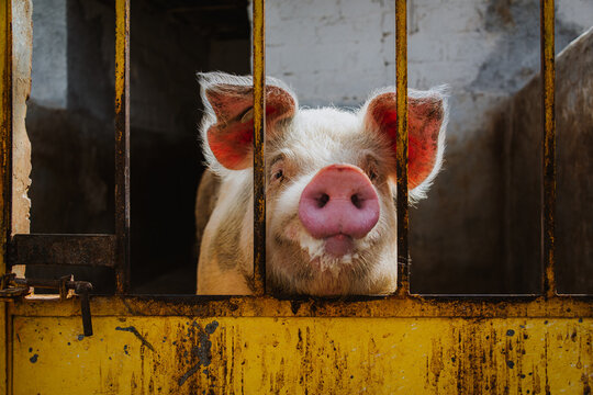 Horizontal Photograph of White Pig in Front of Yellow Metal Door